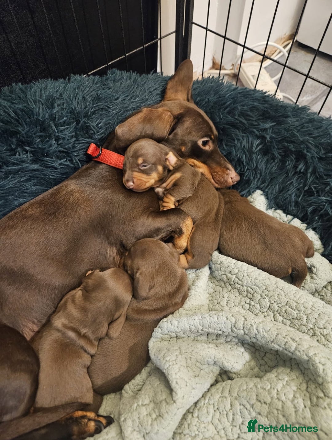 Miniature Dachshund dogs for sale: Miniature dachshund buy puppy  - Image 1