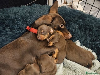 Miniature Dachshund dogs for sale - Advert 1