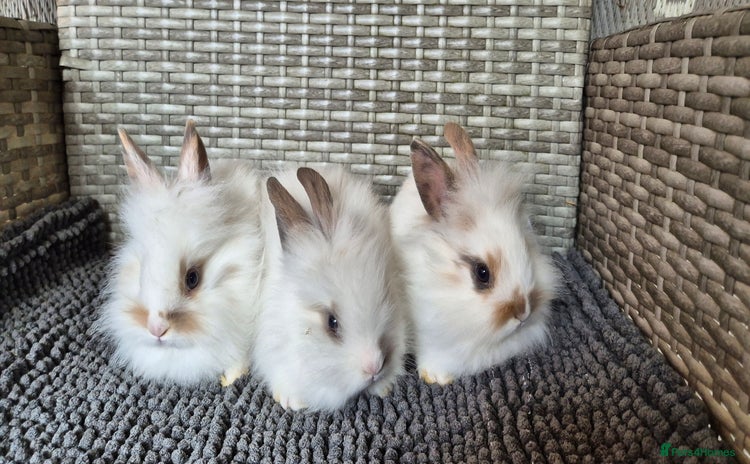 Lionhead rabbits - Advert 8