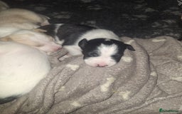 Mixed Breed dogs for sale: Spanish jack Russell (bodeguero) x border collie - Image 4