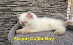 Ragdoll cats for sale: Beautiful ragdoll kittens - Image 19