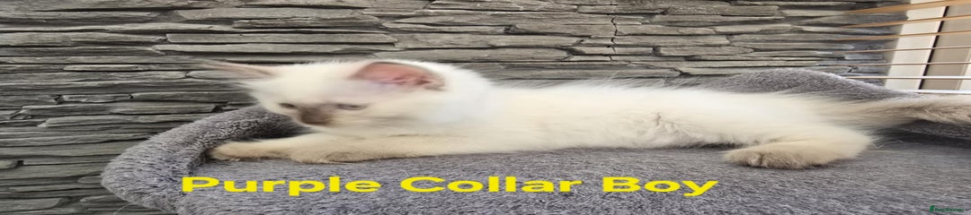 Ragdoll Kitten 3