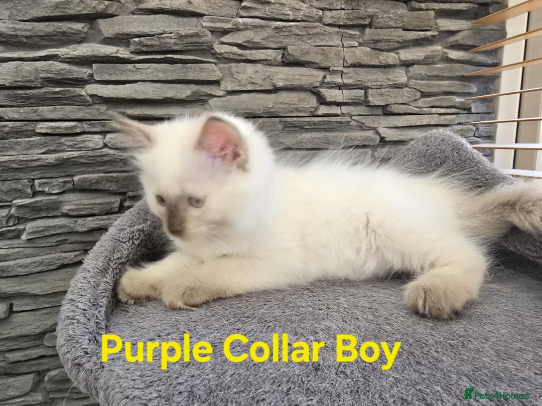 Ragdoll cats for sale: Beautiful ragdoll kittens - Image 19