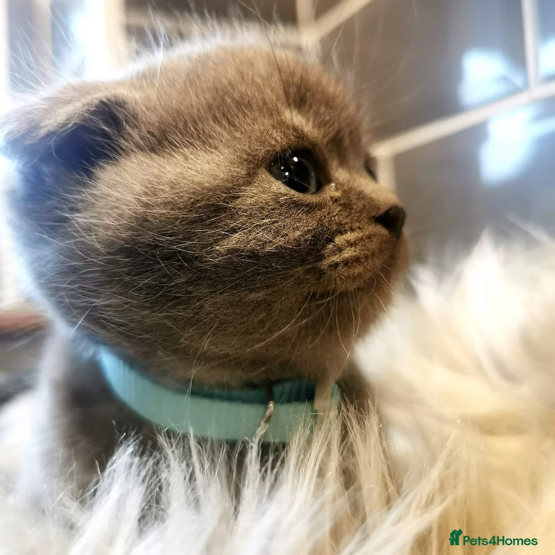 Mixed Breed cats for sale: ❤️Luxury Chinchilla Persian Scottish Fold Kittens - Advert 19
