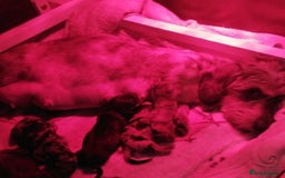 Miniature Dachshund dogs for sale: STUNNING SHOW QUALITY MINI WIRES PRA LAFORA CLEAR - Advert 2