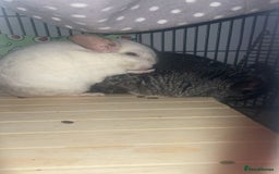 Chinchilla rodents for sale: 2 x male chinchillas and cage for sale  - Image 5