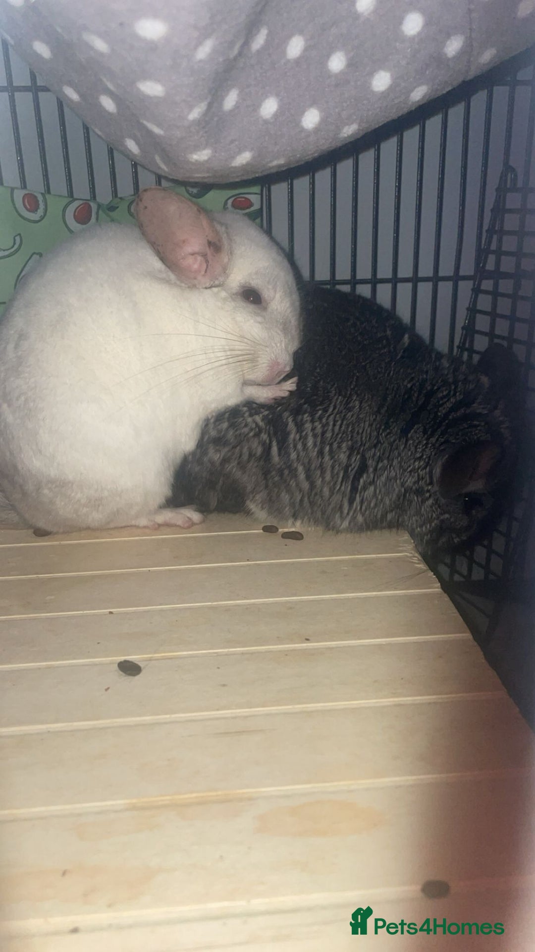 Chinchilla rodents for sale: 2 x male chinchillas and cage for sale  - Image 5