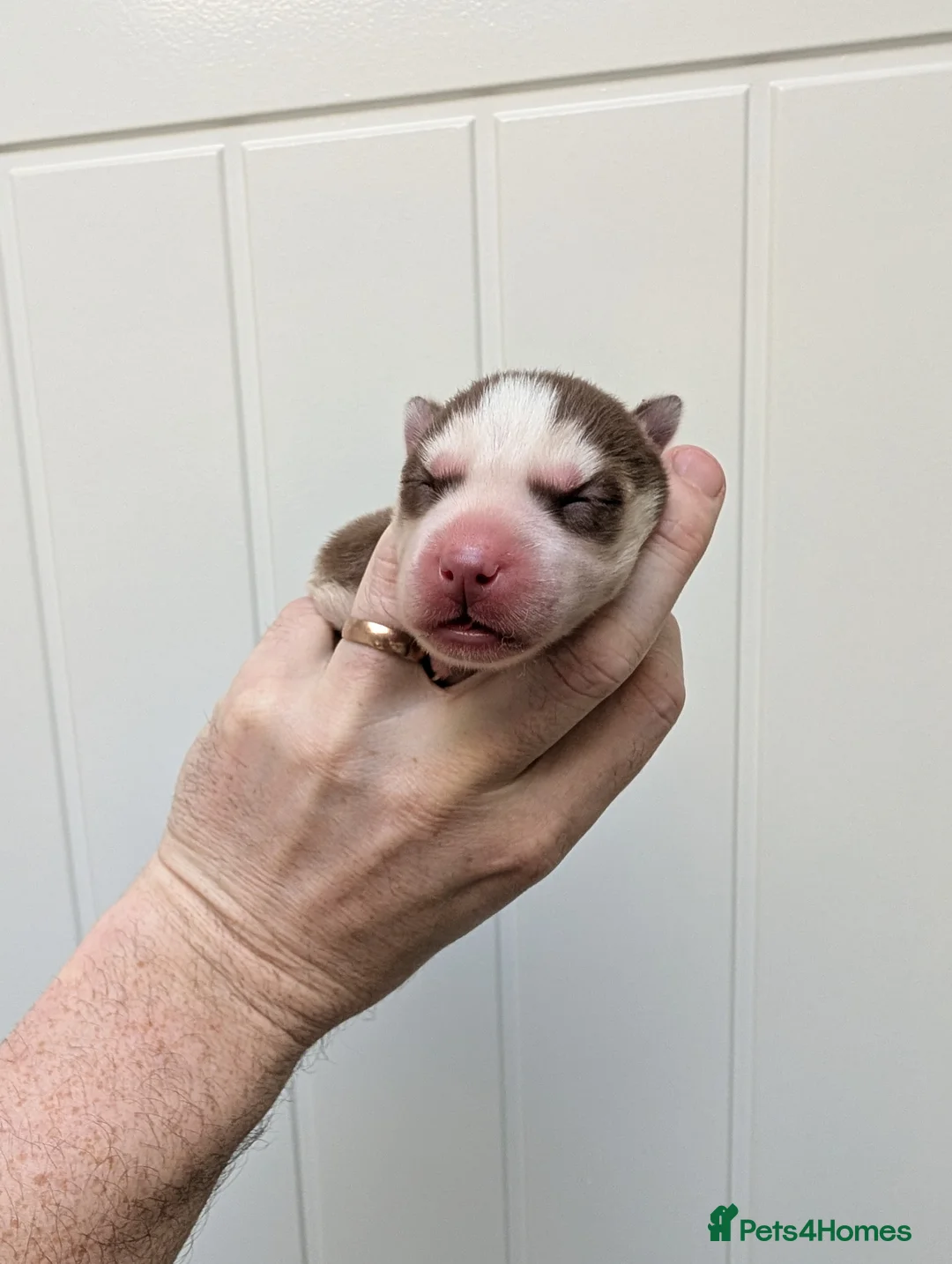 Siberian Husky dogs for sale: Epic Purebred Siberian Huskies - Ready Dec 16th in Treorchy - Advert 2