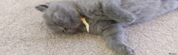 British Shorthair cats for sale: Pure Blue British Shorthair Kittens  - Advert 17