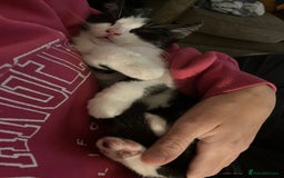 Mixed Breed cats for sale: Kitten available now - Image 4
