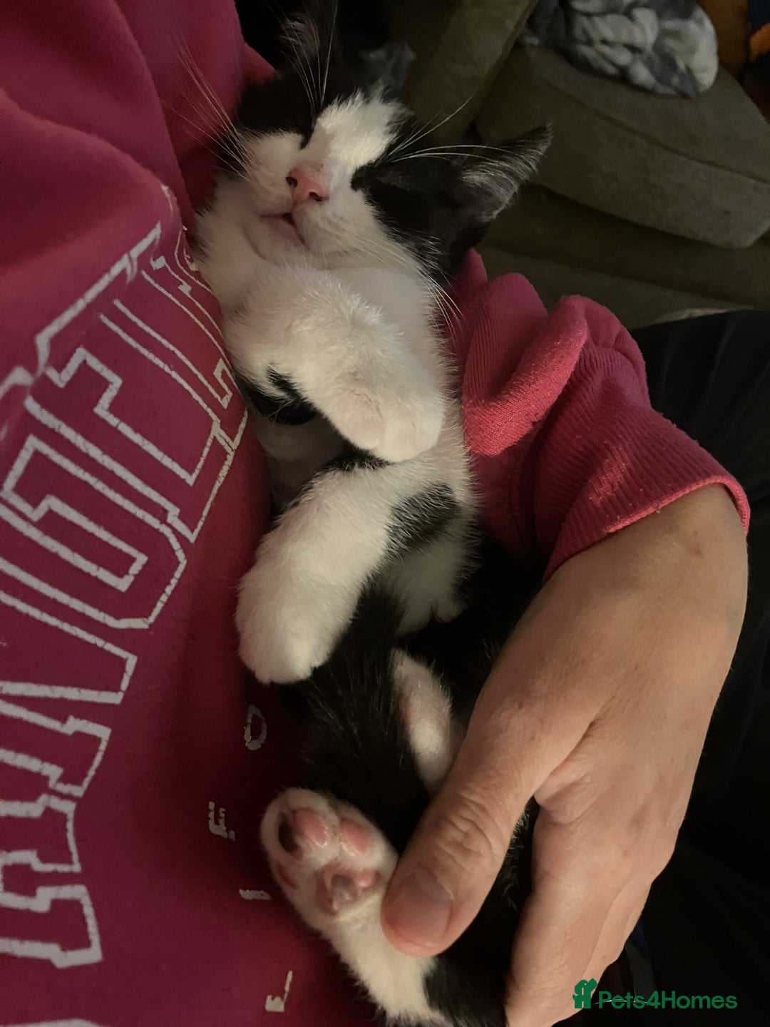 Mixed Breed cats for sale: Kitten available now - Image 4