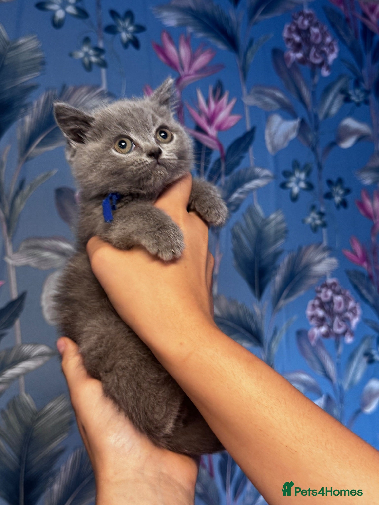 British Shorthair cats stunning affectionate Kittens available - Advert 2