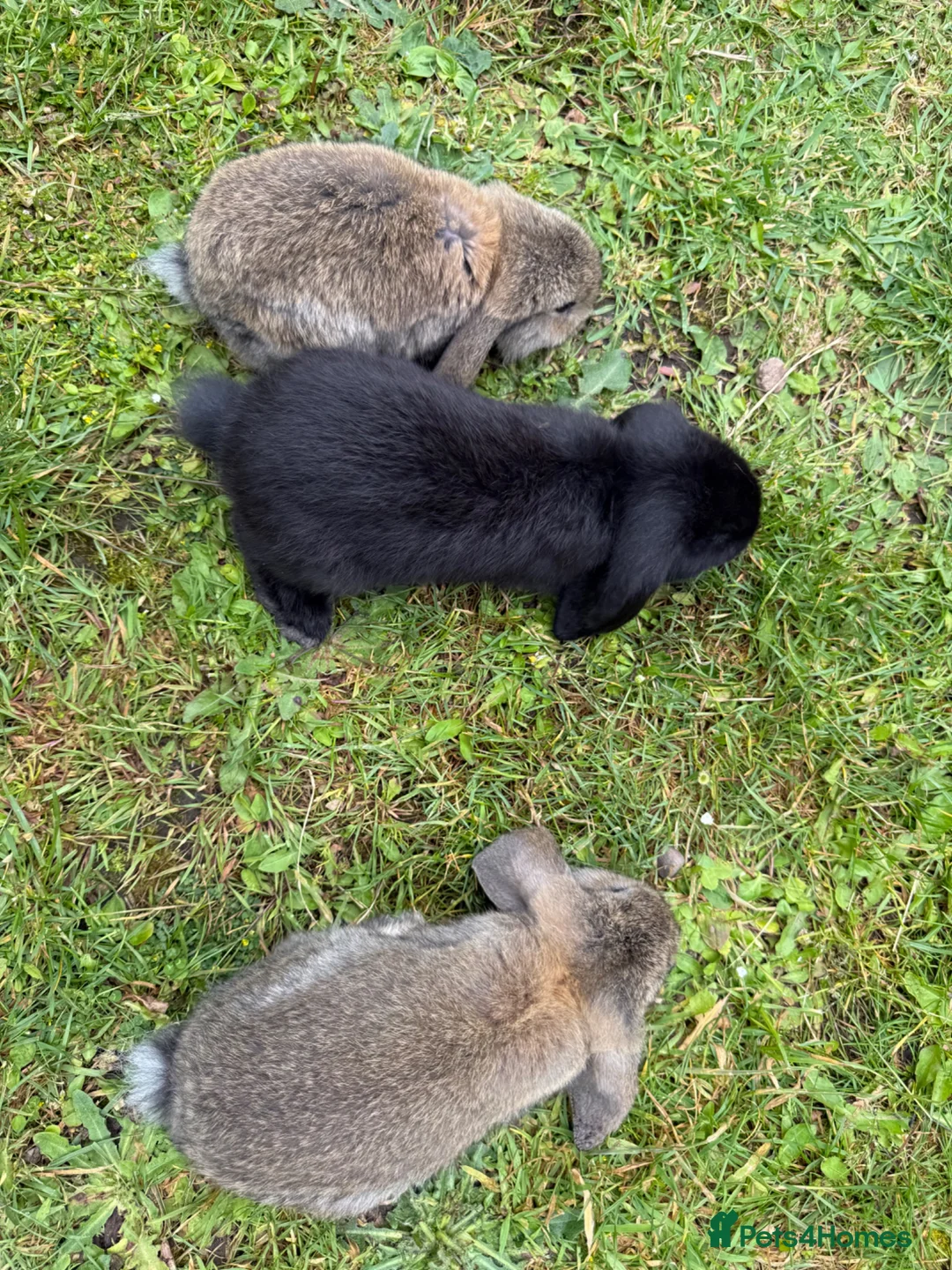 French Lop rabbits for sale: Baby bunnies - Advert 2