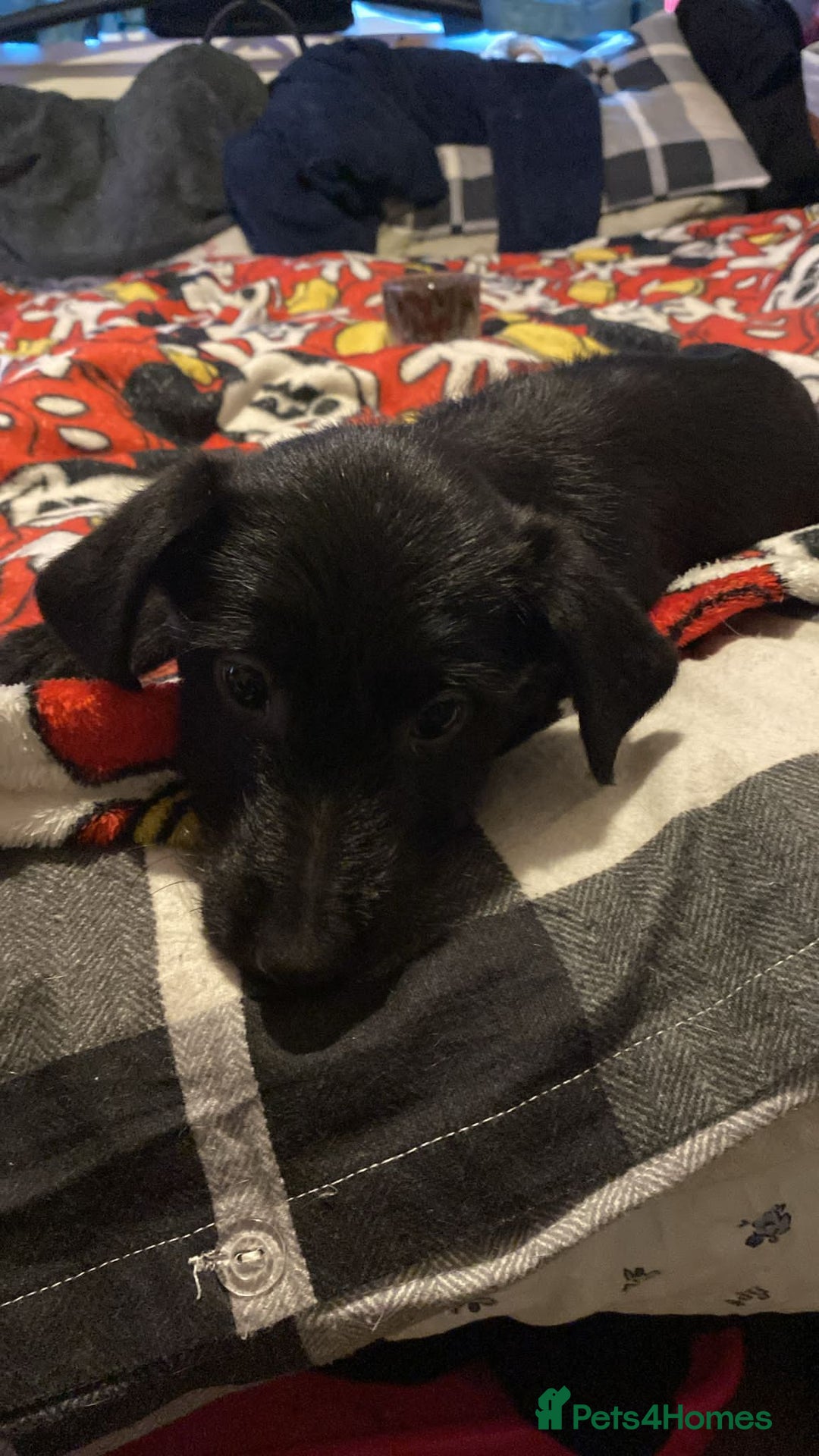 Jackapoo dogs for sale: Jackapoo puppies - Advert 3