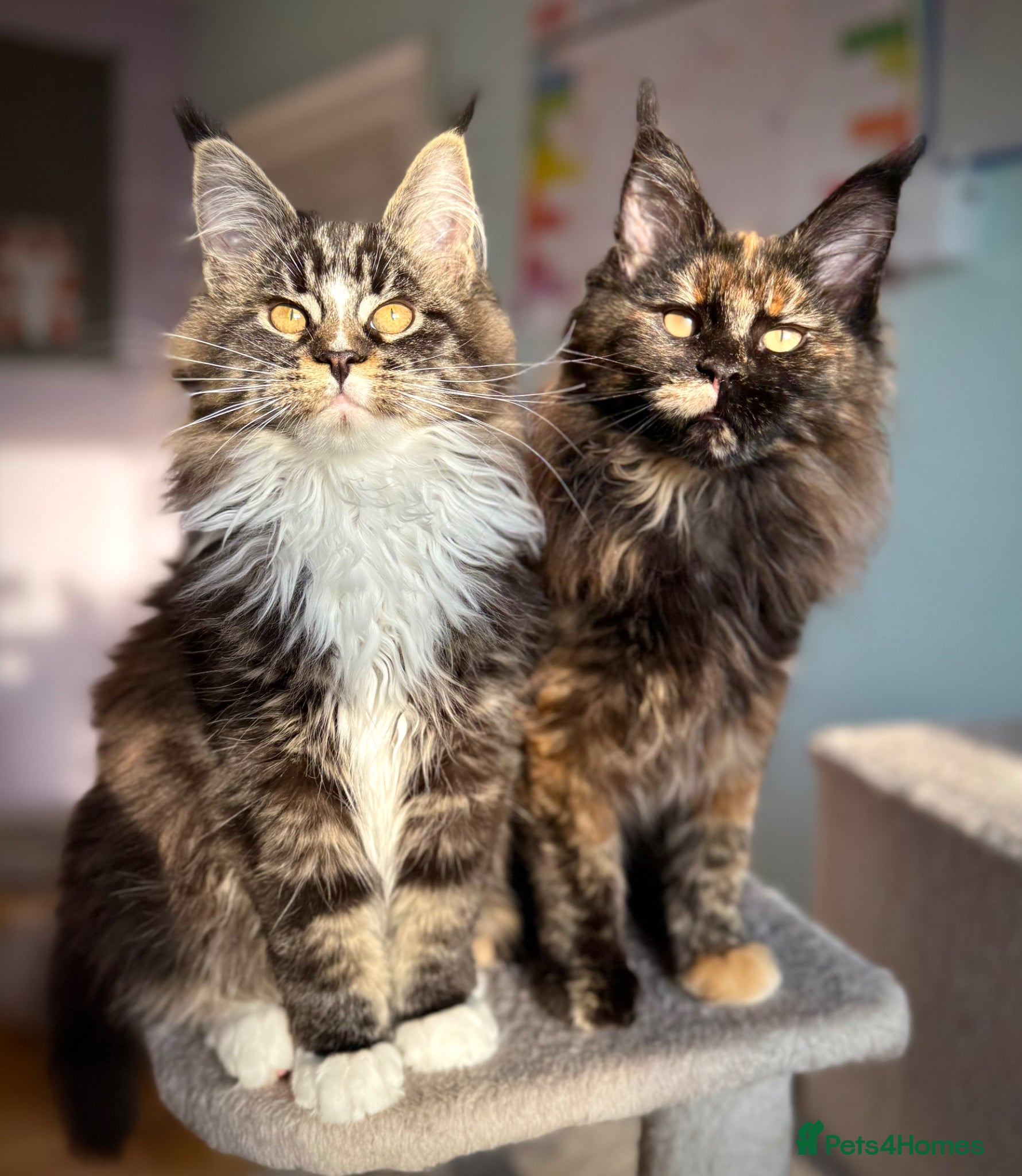 Maine Coon cats Stunning Registered Maine Coon Kittens-Home raised - Advert 6