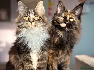 Maine Coon cats Stunning Registered Maine Coon Kittens-Home raised - Advert 14