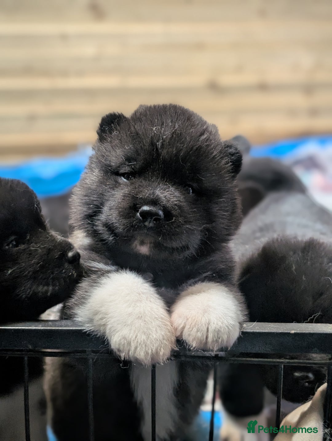 Akita dogs for sale: European Champions Bloodline American Akita's  - Advert 5