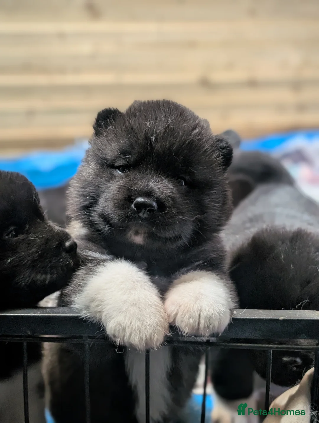 Akita dogs for sale: European Champions Bloodline American Akita's  - Advert 16