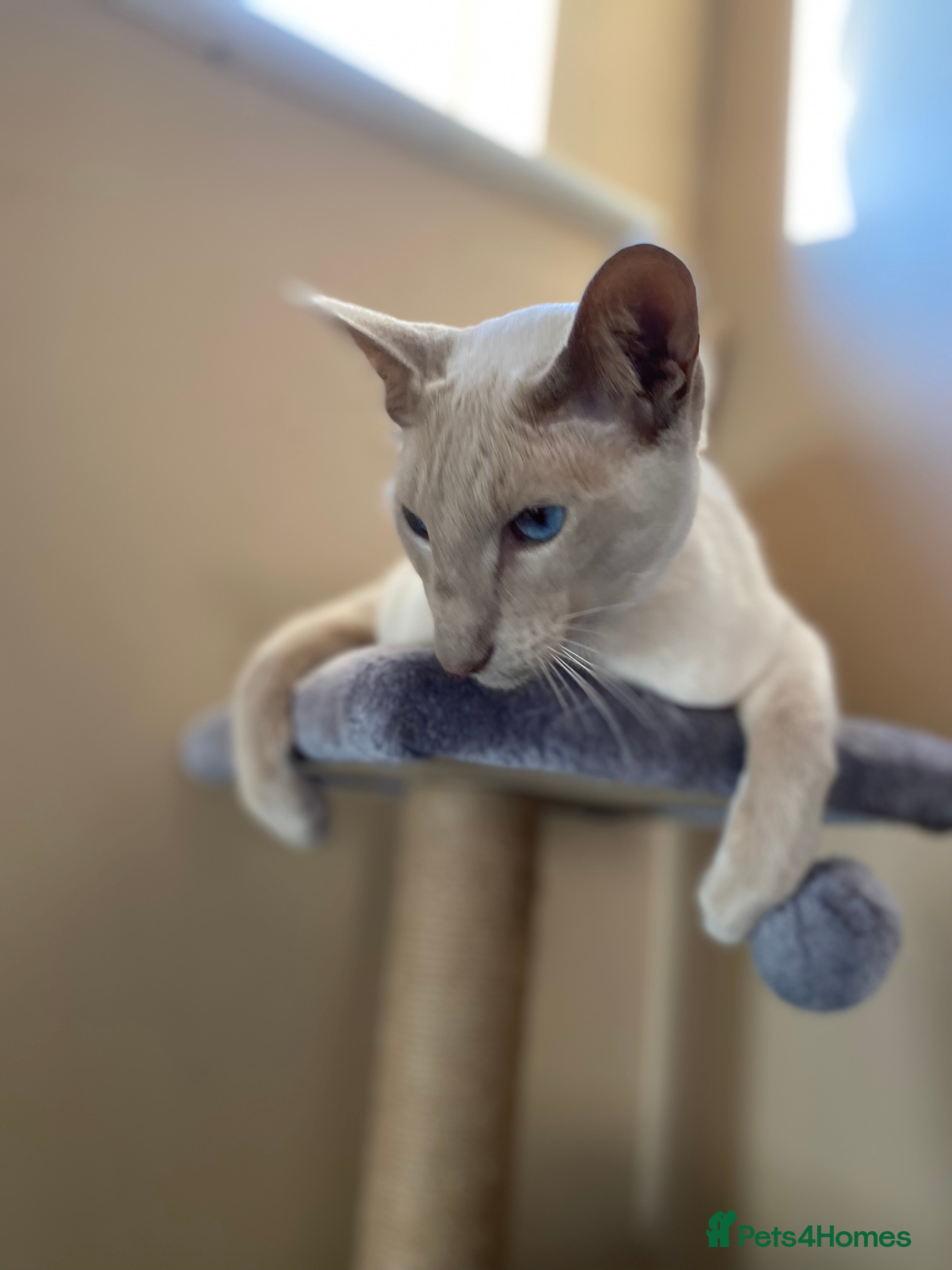 Siamese cats Coco the Lilac Point Siamese  - Advert 1