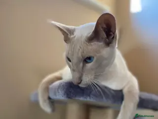 Siamese cats Coco the Lilac Point Siamese - Advert 1