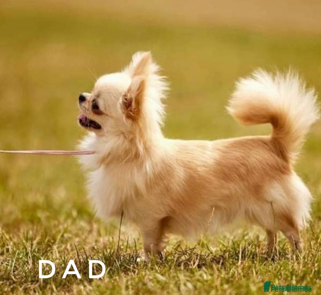 Chihuahua dogs for sale: KC qulity LC cream/white chihuahua puppies  - Image 13