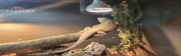 Bearded Dragon reptiles for sale: Beloved bearded dragon in Pershore - Advert 5