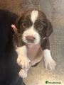 English Springer Spaniel 1