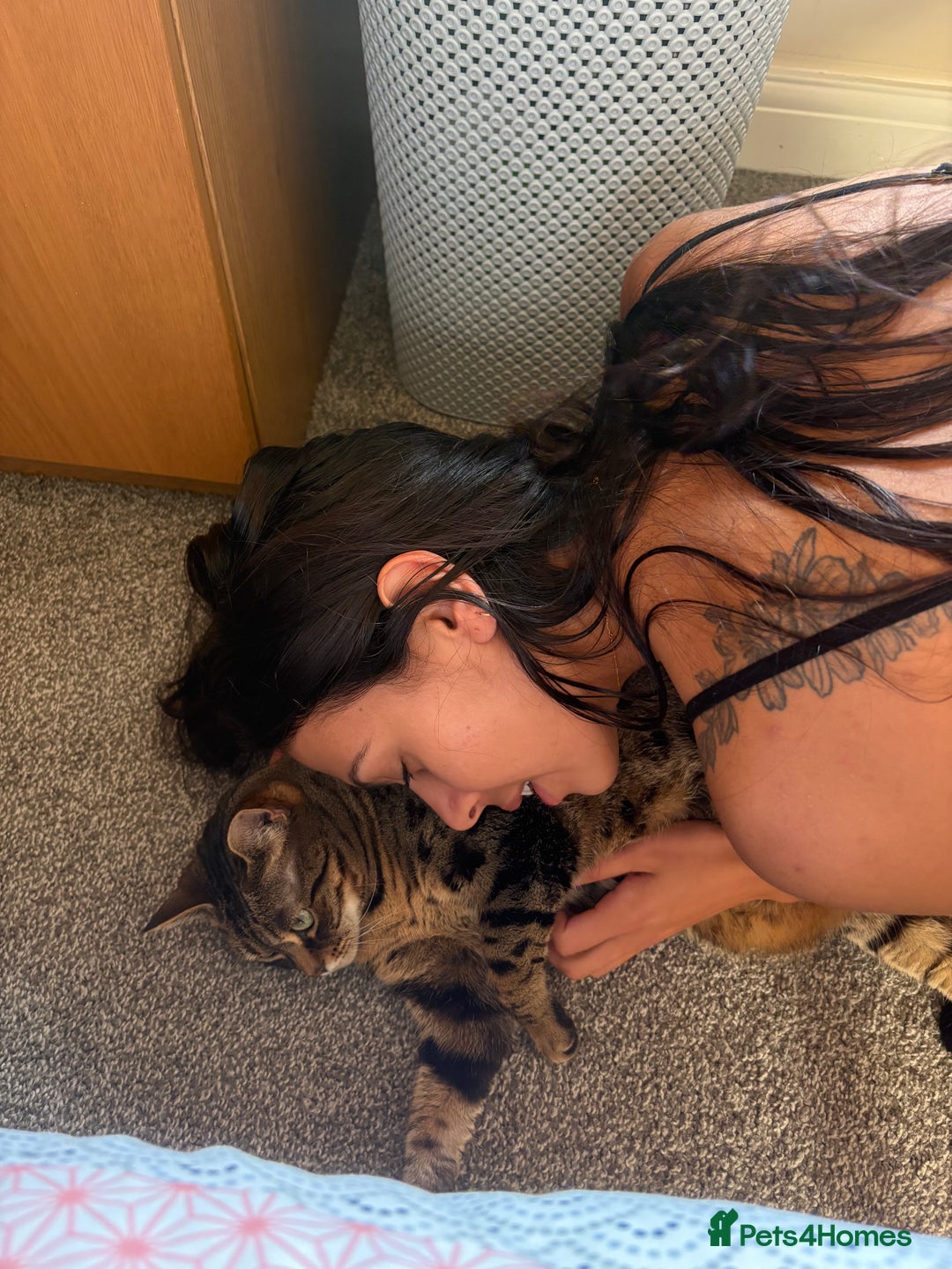 Mixed Breed cats for sale: Khaleesi, half bengal cat looking for a new home - Image 4