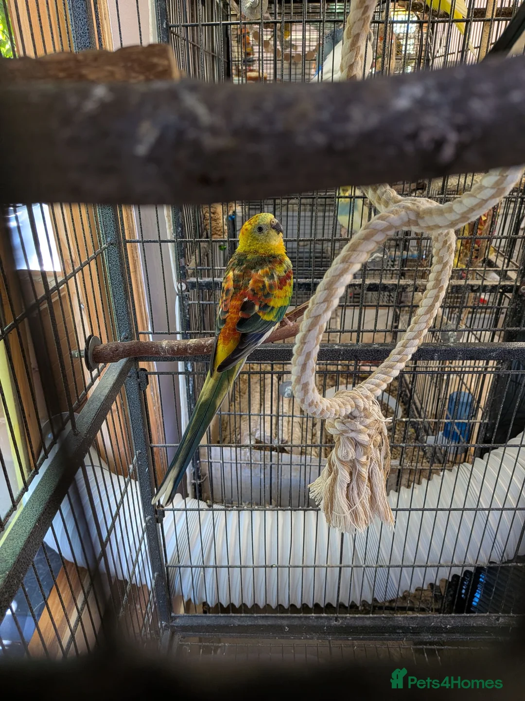 Mixed Breed birds for sale: Rescue birds for Adoption  - Advert 1