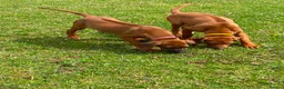 Rhodesian Ridgeback dogs for sale: KC reg Ridgeback puppies - Advert 6