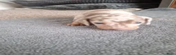 Miniature Dachshund dogs for sale: Outstanding KC Reg Mini Dachshund Puppies   in Wigan - Advert 28