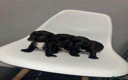 Sprocker dogs for sale: Sprocker puppy’s for sale  - Image 4