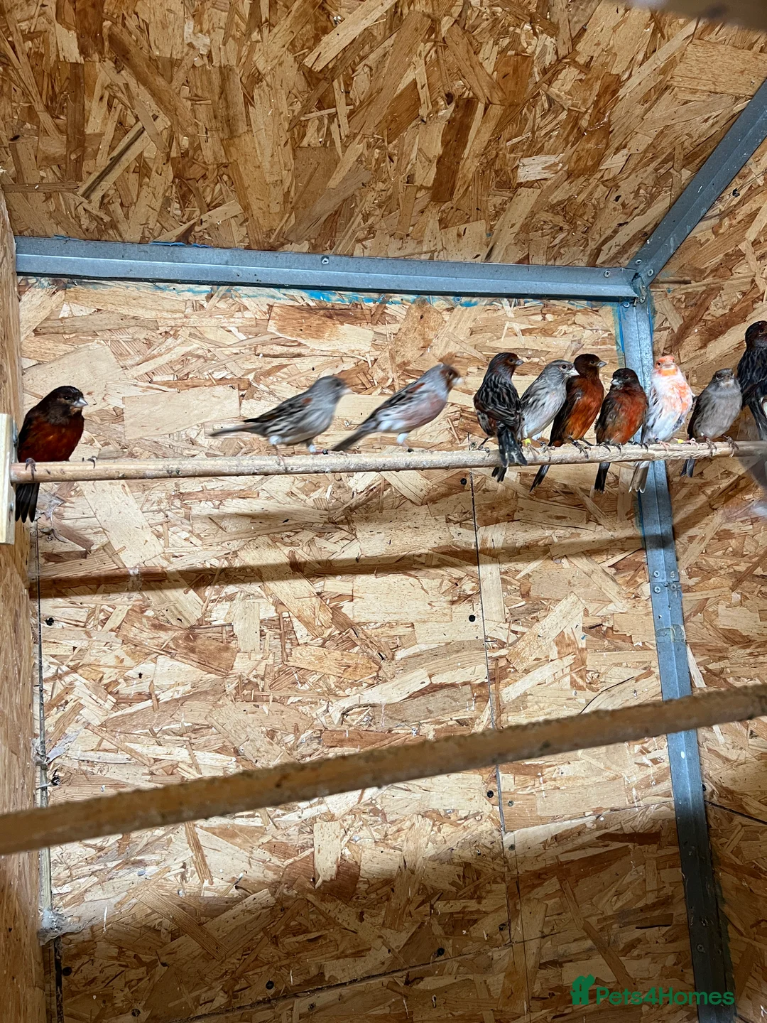 Canaries birds for sale: Canaries for sale - Advert 3