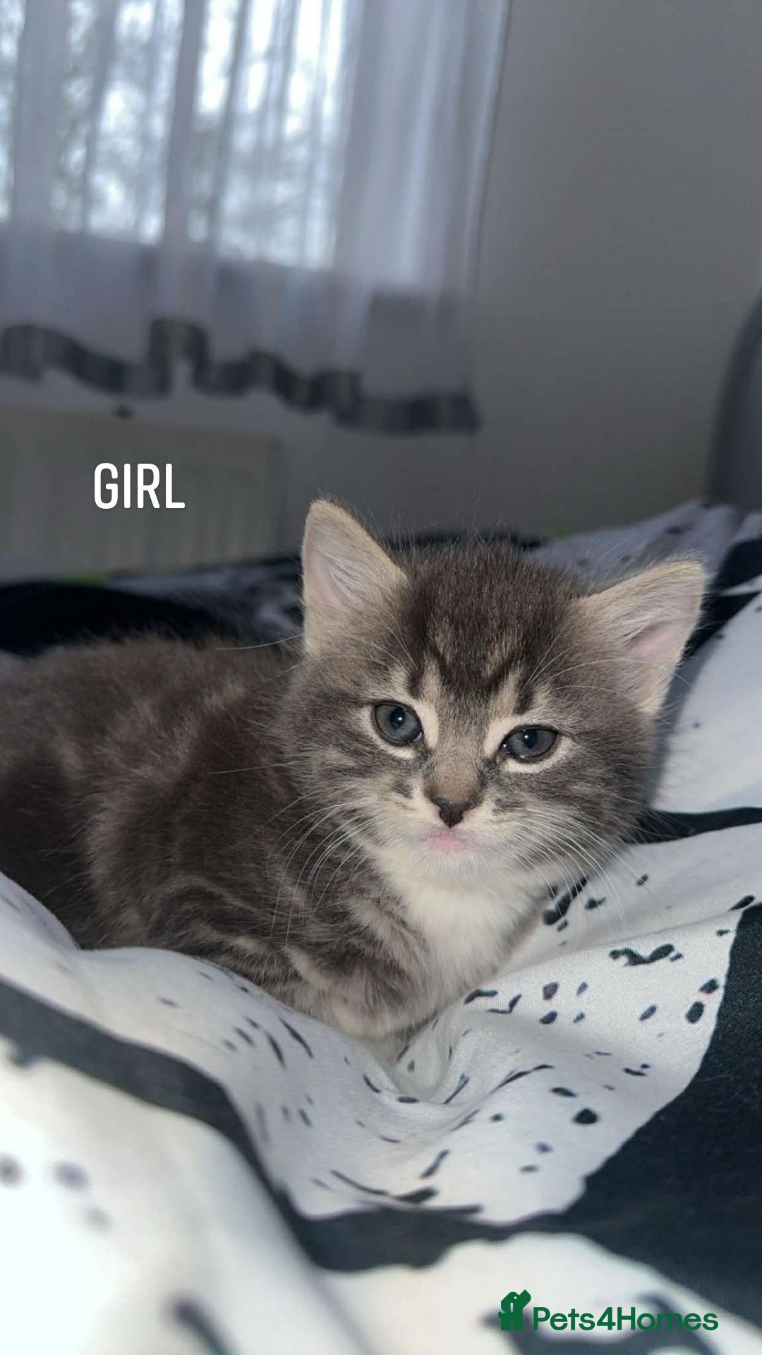 Mixed Breed cats kittens  - Advert 6