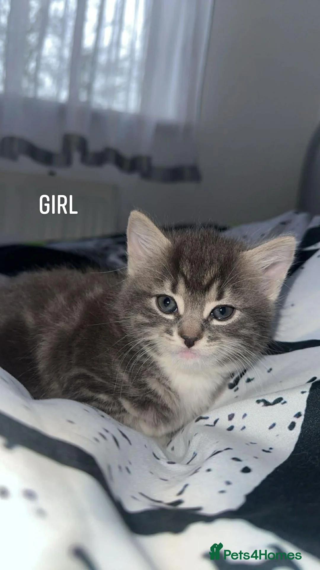 Mixed Breed cats for sale: kittens  in Newcastle upon Tyne - Advert 1