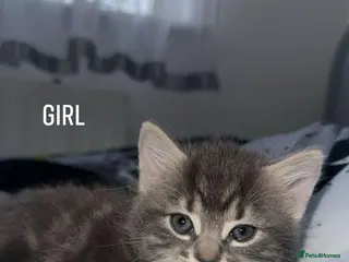 Mixed Breed cats kittens - Advert 6