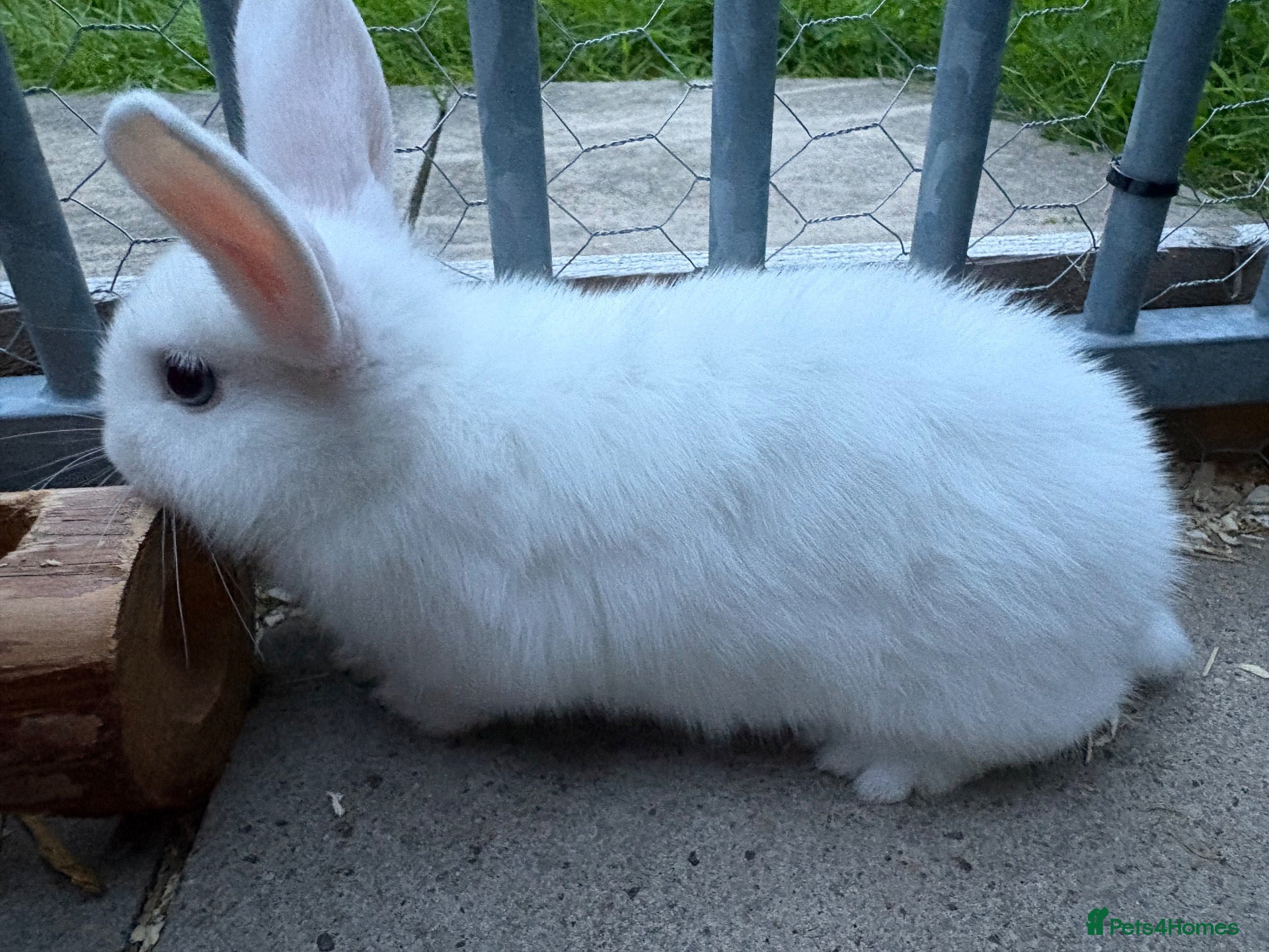 Netherland Dwarf rabbits dwarf rabbit - Advert 15