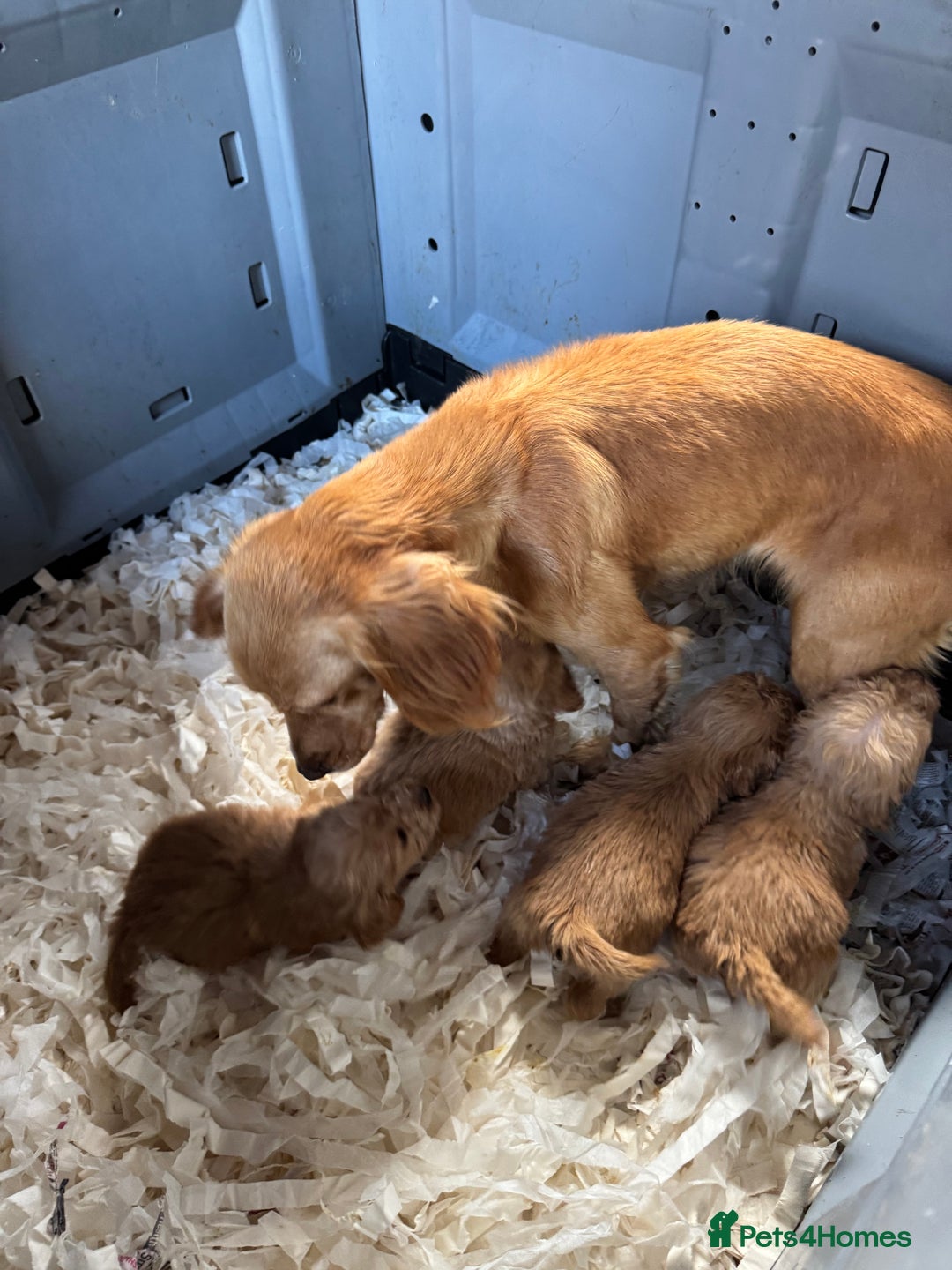 Cockapoo dogs for sale: cockapoo puppies  - Image 31