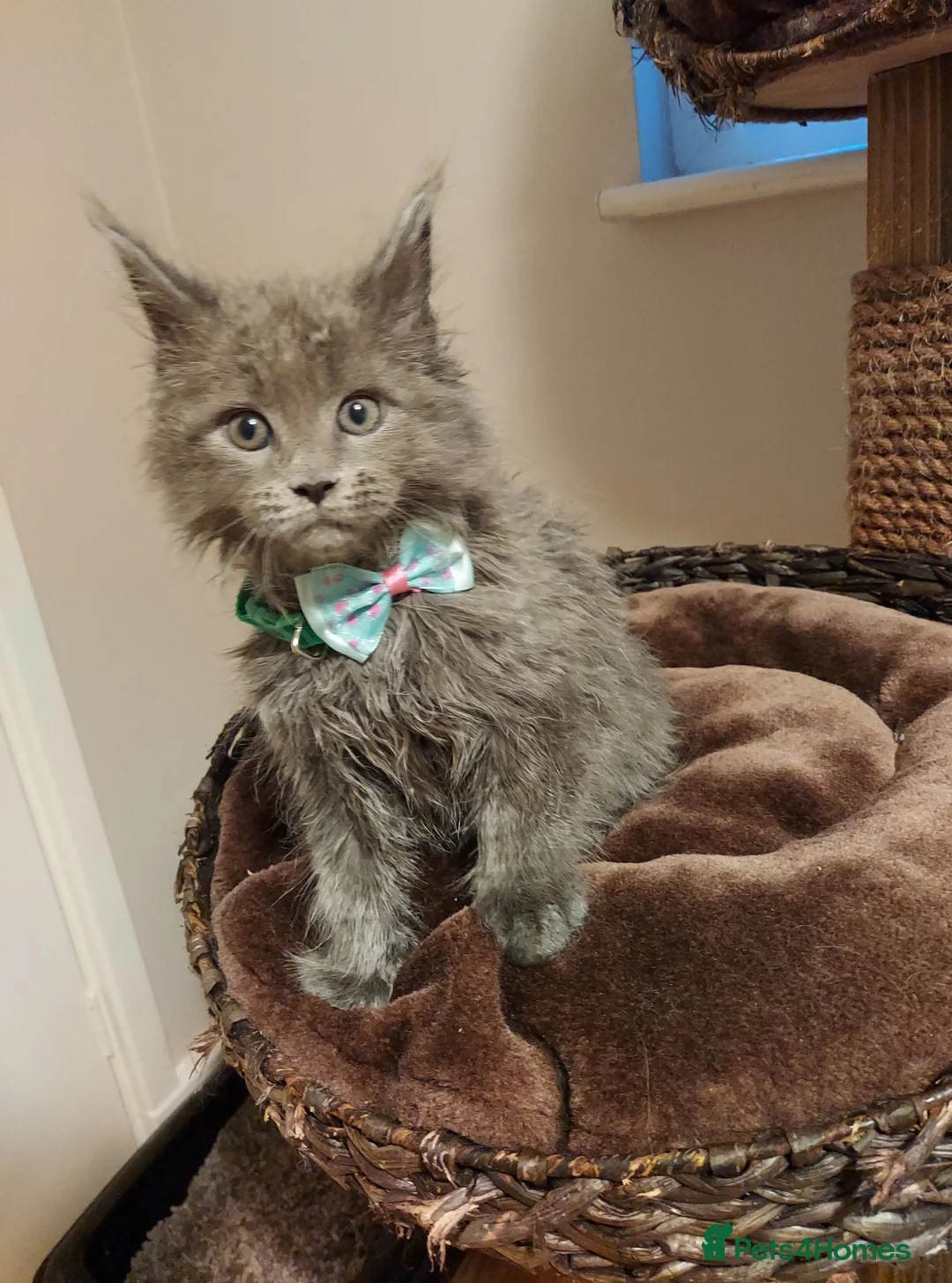 Maine Coon cats for sale: RARE COLOURS!!! MAINE COON KITTENS/DNA/GCCF  - Advert 5