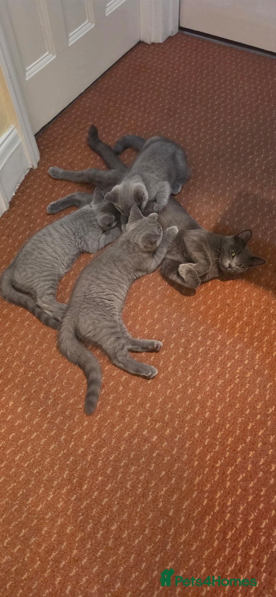 Mixed Breed cats  Russian Blue x British Shorthair Mix Kittens  - Advert 15