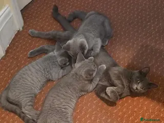 Mixed Breed cats Russian Blue x British Shorthair Mix Kittens - Advert 1