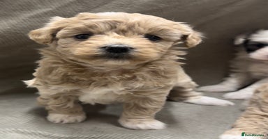Maltipoo dogs - Advert 1