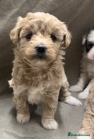 Maltipoo dogs - Advert 1