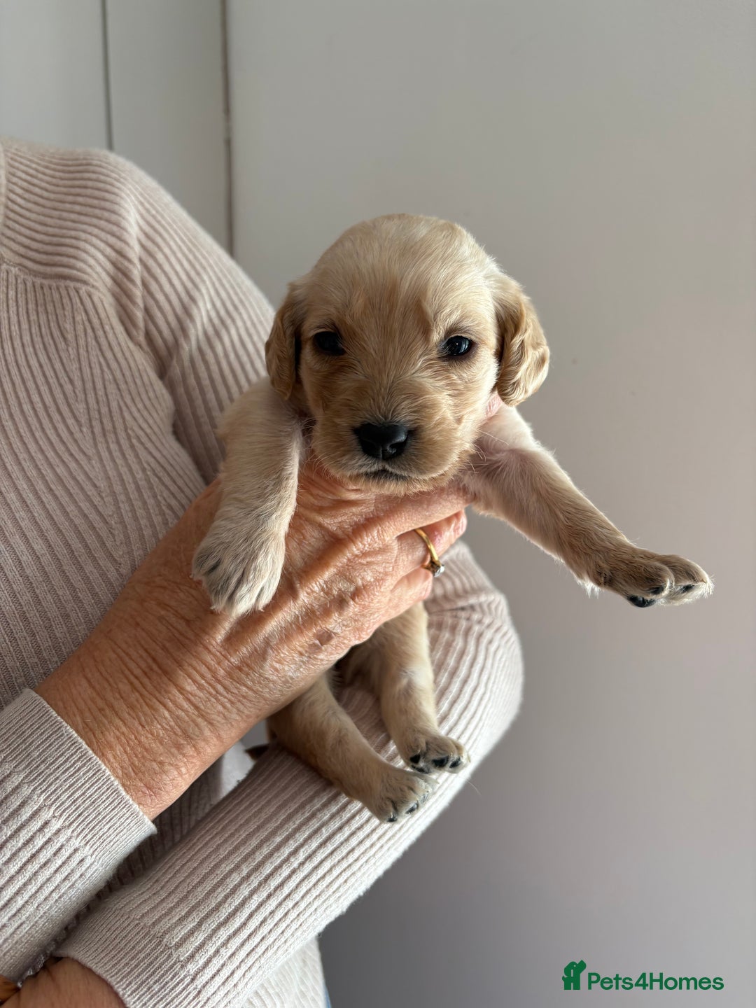 Labradoodle dogs for sale: Miniature Labradoodle Pups - Image 23