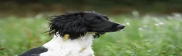English Springer Spaniel dogs for sale: Springer Pups from FTAW with Touch of Irish Magic in Basingstoke - Advert 5