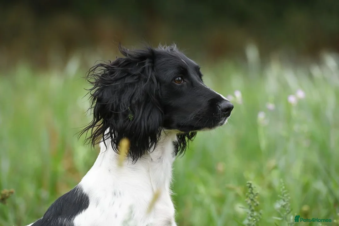 English Springer Spaniel dogs for sale: Springer Pups from FTAW with Touch of Irish Magic in Basingstoke - Advert 5