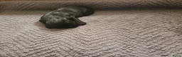 Cocker Spaniel dogs for sale: Kc reg working cocker spaniel puppies  - Advert 7
