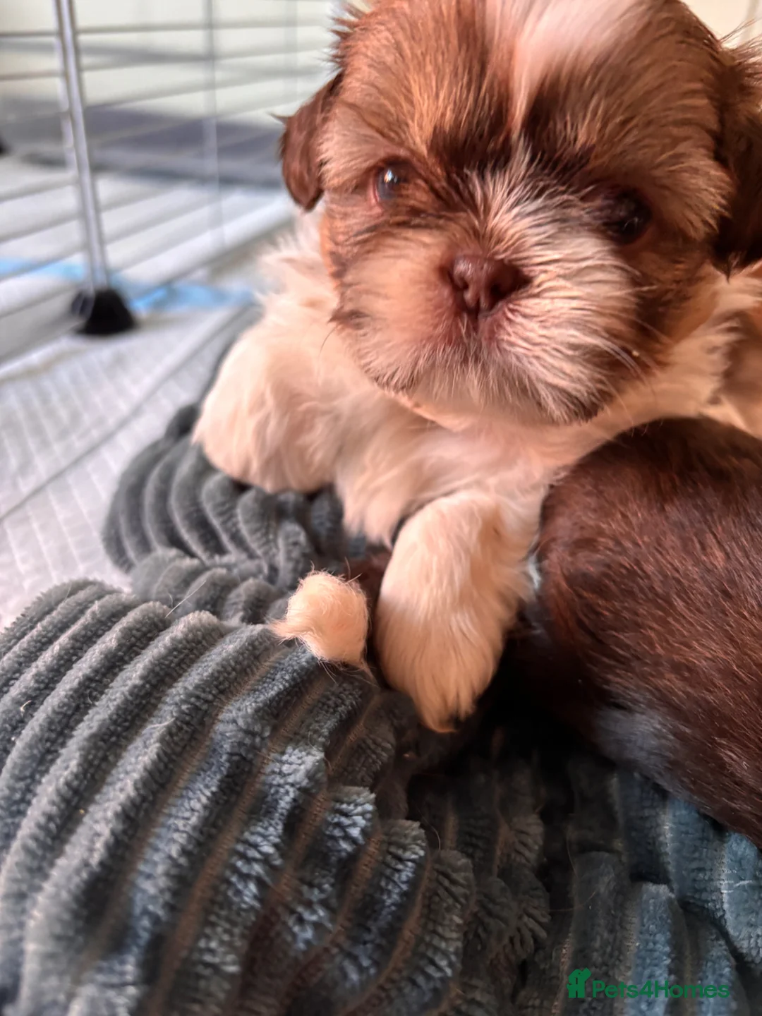 Shih Tzu dogs for sale: 3 gorgeous Imperial KarashishiShih Tzu puppies - Advert 17