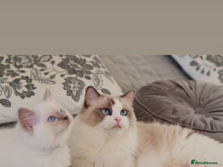 Ragdoll cats Beautiful Ragdoll Kittens - Advert 9