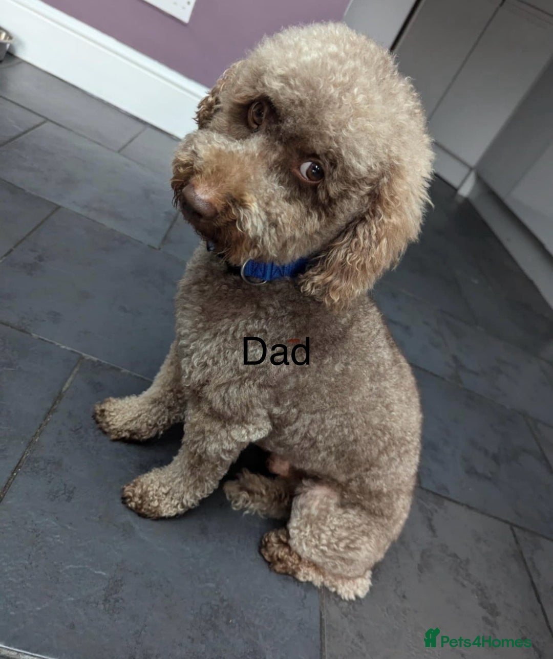 Cavapoo dogs for sale: Cavapoo puppy one beautiful little girl left   - Advert 7